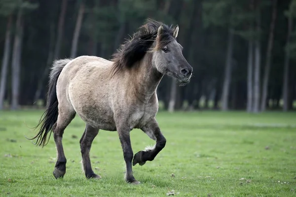 Poney Dlmen Dulmen Rhénanie Nord Westphalie Allemagne Europe — Photo