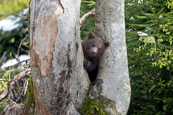 Urso Castanho Ursus Arctos Jovem Animal Sentado Entre Troncos Árvores — Fotografia de Stock