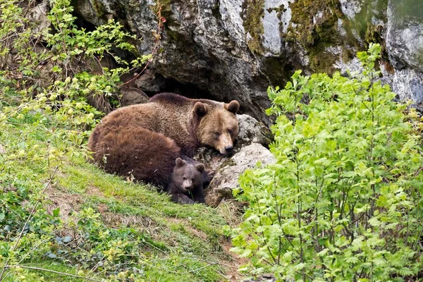 Бурые Медведи Ursus Arctos Плотина Молодыми Лежащими Скале Пленник Национальный — стоковое фото