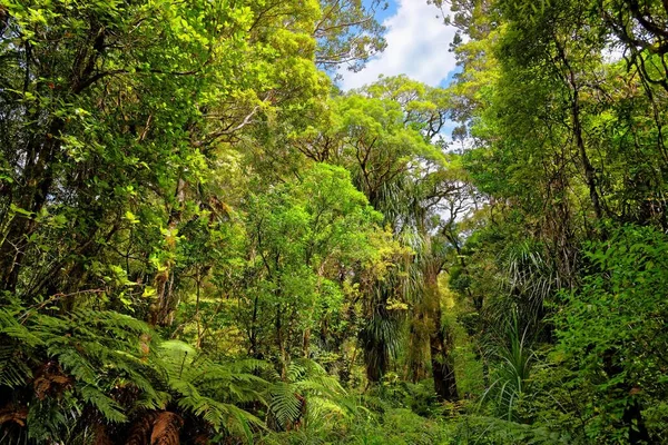 Subtropikalny Las Deszczowy Las Waipoua Wyspa Północna Nowa Zelandia Oceania — Zdjęcie stockowe
