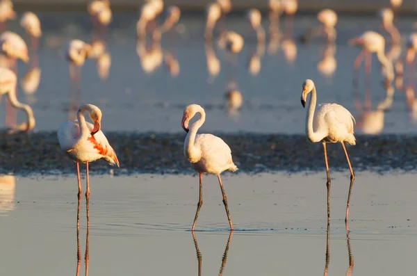 Greater Flamingos Phoenicopterus Roseus Laguna Fuente Piedra Mlaga Province Andalusia — ストック写真