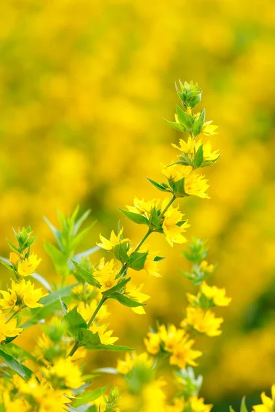 Loosestrife Pontilhada Lysimachia Punctata Arbusto Baden Wrttemberg Alemanha Europa — Fotografia de Stock