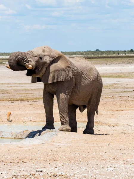 Słoń Afrykański Loxodonta Africana Picie Byków Przy Wodopoju Suchy Krajobraz — Zdjęcie stockowe