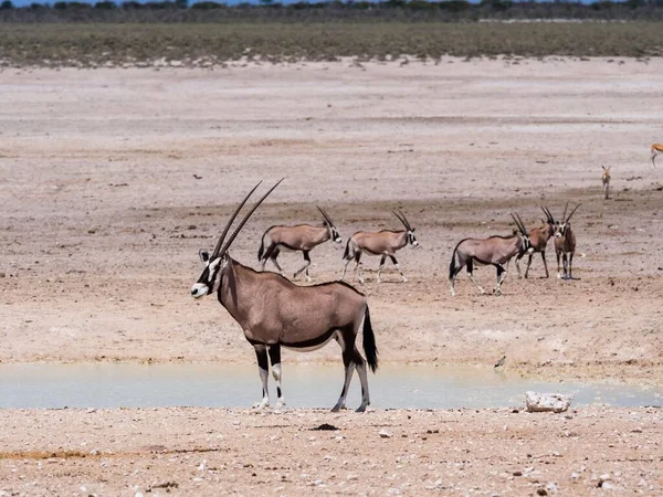 Gemsboks Oryx Gazella Waterhole Dry Landscape Etosha National Park Nobia — стоковое фото
