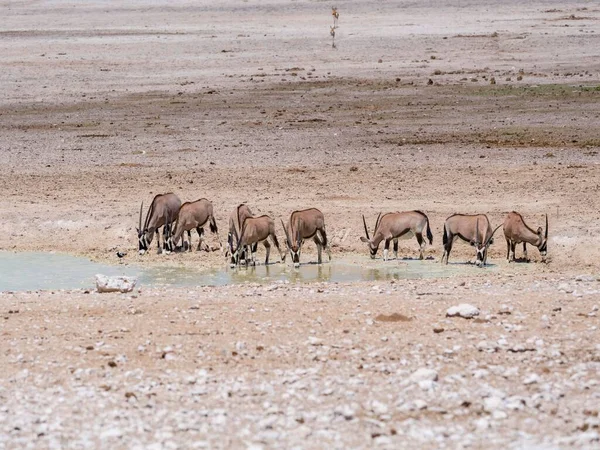 Gemsboks Oryx Gazella Rebaño Abrevadero Paisaje Seco Parque Nacional Etosha — Foto de Stock