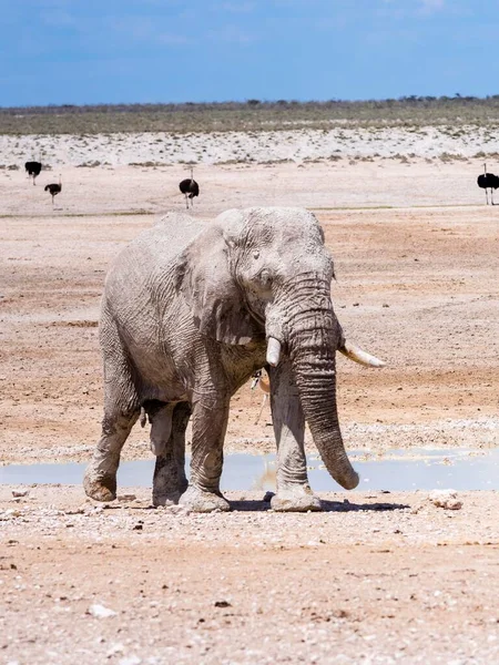 Słoń Afrykański Loxodonta Africana Byk Rozbryzgany Błotem Przy Wodopoju Suchy — Zdjęcie stockowe