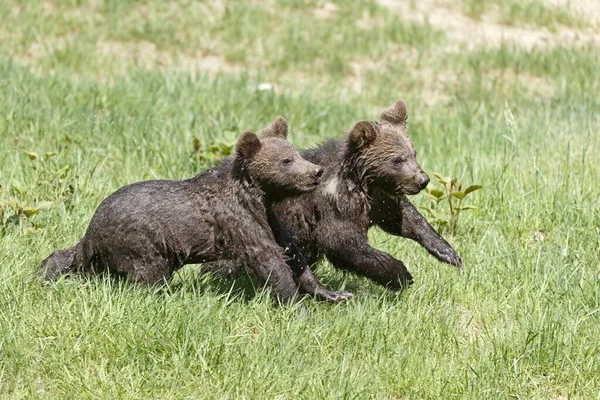 Ursos Pardos Jovens Ursus Arctos Atravessando Prado Cativeiro Parque Nacional — Fotografia de Stock