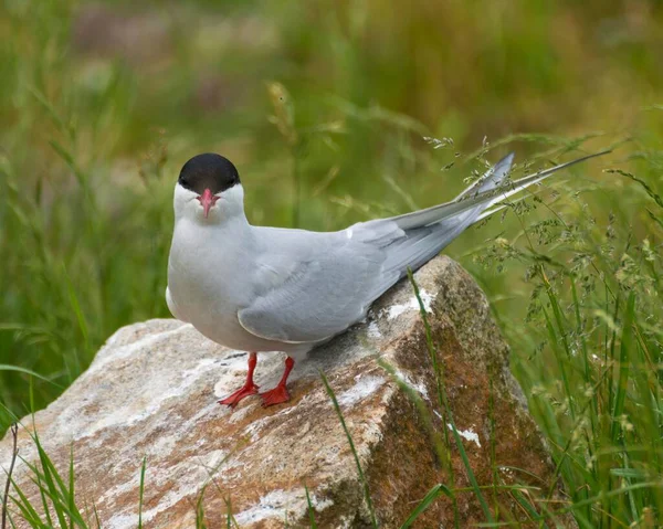 Tern Ártico Sterna Paradisaea Sobre Rocha Wesselburenerkoog Schleswig Holstein Alemanha — Fotografia de Stock