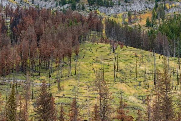 Sitio Incendio Forestal Prescrito 1993 Sawback Range Bow Valley Parkway — Foto de Stock