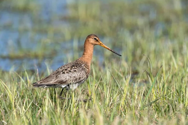 Чернохвостая Богиня Limosa Limosa Водно Болотных Угодьях Озеро Дммер Район — стоковое фото