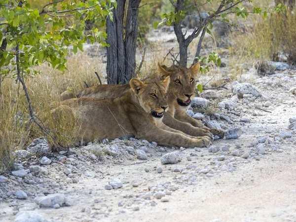 Leonas Jóvenes Panthera Leo Tumbadas Carretera Okaukuejo Parque Nacional Etosha — Foto de Stock