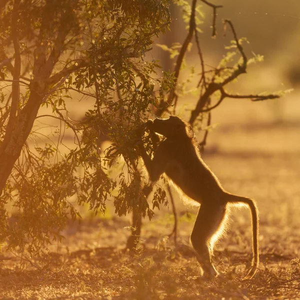 Chacma or Cape baboon (Papio ursinus) feeding on bush, backlit, Manyeleti Game Reserve, South Africa, Africa