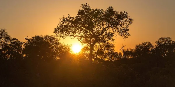 Sun Setting Trees African Savannah Timbavati Game Reserve South Africa — Stock Photo, Image
