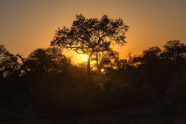 Sun Setting Trees African Savannah Timbavati Game Reserve South Africa — Stock Photo, Image