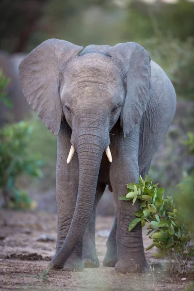 Junger Afrikanischer Buschelefant Loxodonta Africana Timbavati Game Reserve Südafrika Afrika — Stockfoto