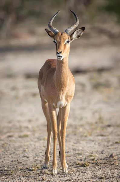 Male Impala Aepyceros Melampus Timbavati Game Reserve África Sul África — Fotografia de Stock