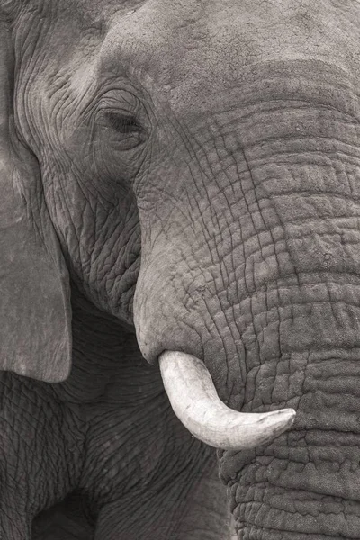 Éléphant Brousse Afrique Loxodonta Africana Portrait Réserve Naturelle Timbavati Afrique — Photo