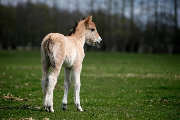 Dlmen Cavallo Selvatico Puledro Dlmen Renania Settentrionale Vestfalia Germania Europa — Foto Stock