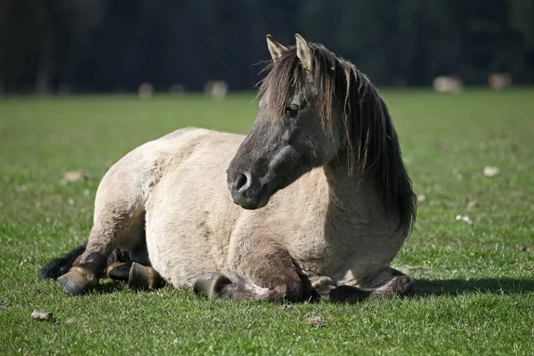 Dlmen Wild Horse Dlmen Renania Del Norte Westfalia Alemania Europa —  Fotos de Stock