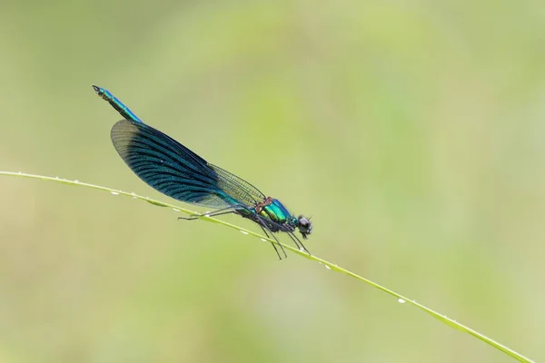 Manlig Bandad Demoiselle Calopteryx Splendens Vassstam Hessen Tyskland Europa — Stockfoto