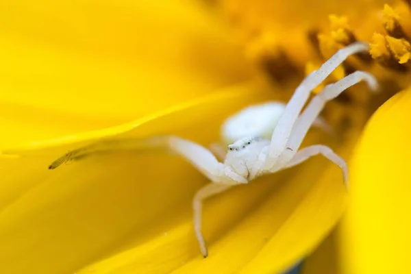 Blumenkrabbenspinne Oder Goldrutenkrabbenspinne Misumena Vatia Wartet Auf Beute Gelben Blüten — Stockfoto