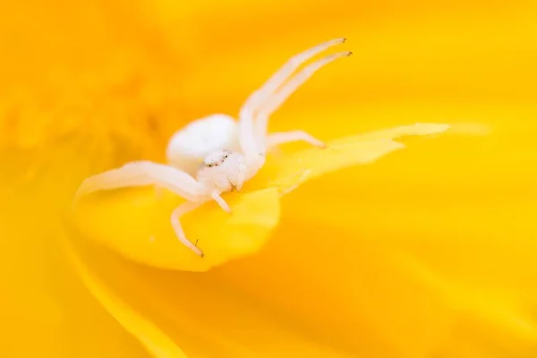 Blumenkrabbenspinne Oder Goldrutenkrabbenspinne Misumena Vatia Wartet Auf Beute Gelben Blüten — Stockfoto