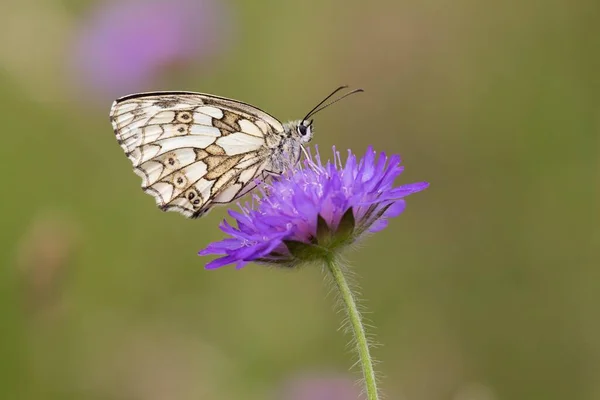 Marmorierter Weißer Melanargia Galathea Auf Feldkrätze Knautia Arvensis Hessen Deutschland — Stockfoto