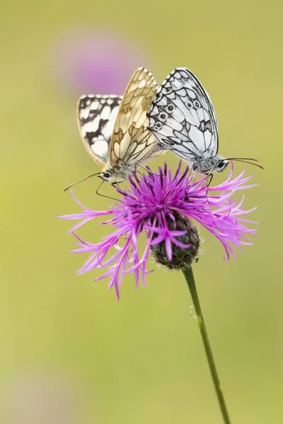 Blancs Marbrés Melanargia Galathea Sur Champ Scabious Knautia Arvensis Accouplement — Photo