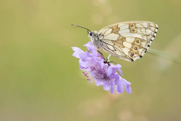 メスは白い大理石 メラナルジア ガラシア をフィールド スカビアス Knautia Arvensis ヘッセ ドイツ ヨーロッパ — ストック写真