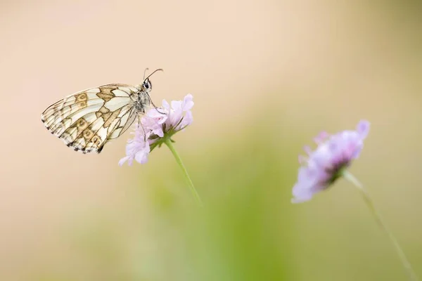 メスは白い大理石 メラナルジア ガラシア をフィールド スカビアス Knautia Arvensis ヘッセ ドイツ ヨーロッパ — ストック写真