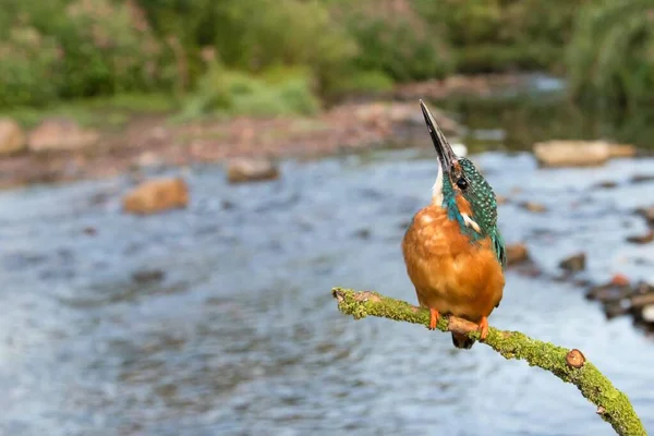 Avrasyalı Balıkçı Alcedo Hesse Almanya Avrupa Nın Yanında Bir Dalda — Stok fotoğraf