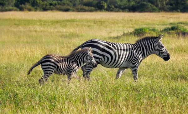 Zebras Equus Quagga Young Mother Walking Grass Masai Mara Kenya — Stock Photo, Image