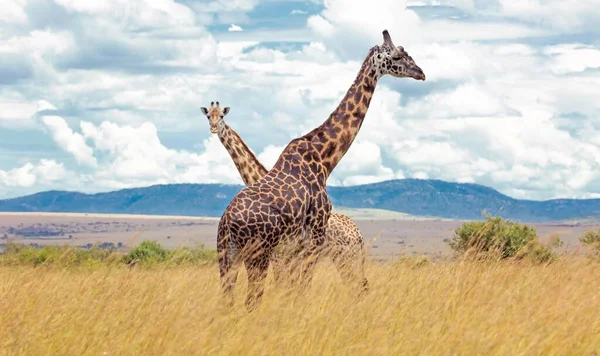 Dos Jirafas Giraffa Camelopardalis Masai Mara Kenia África — Foto de Stock