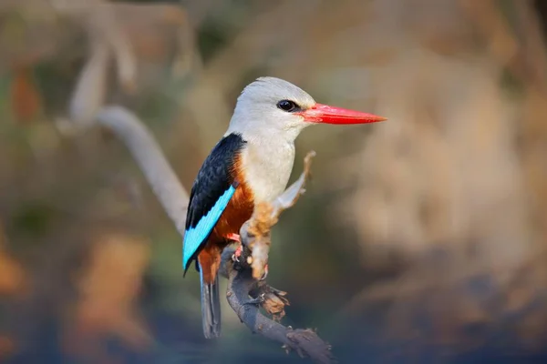 Grey Headed Kingfisher Halcyon Leucocephala Masai Mara Národní Park Keňa — Stock fotografie