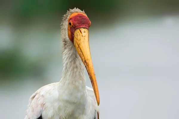 Gulnäbbad Stork Mycteria Ibis Porträtt Front View Masai Mara Nationalpark — Stockfoto