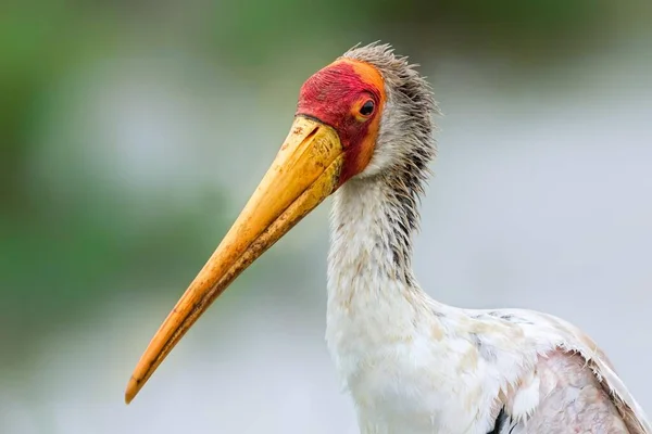 Žlutozlatý Čáp Mycteria Ibis Portrét Boční Pohled Masai Mara Národní — Stock fotografie