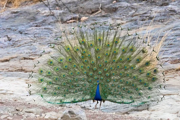 Indian Blue Peacock Pavo Cristatus Ranthambhore Tiger Reserve Rajasthan India — Stock Photo, Image