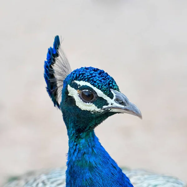 Pavão Indiano Azul Pavo Cristatus Retrato Parque Nacional Ranthambore Rajastão — Fotografia de Stock