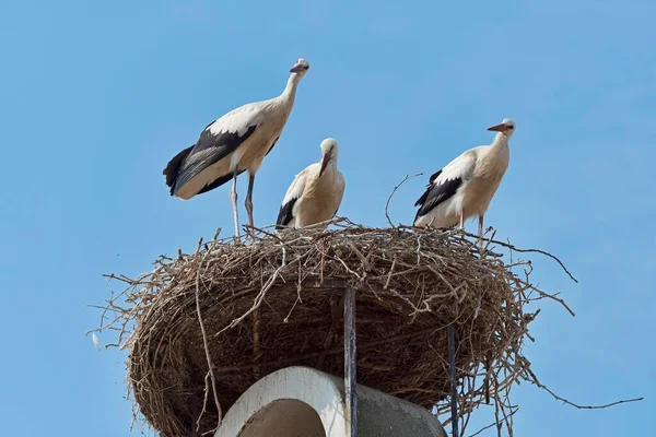 Drei Weißstörche Ciconia Ciconia Nest Auf Dem Dach Rust Neusiedler — Stockfoto