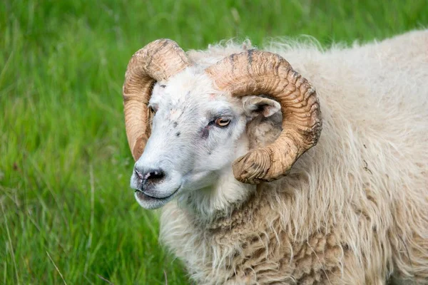 Islandzkie Owce Portret Islandia Europa — Zdjęcie stockowe