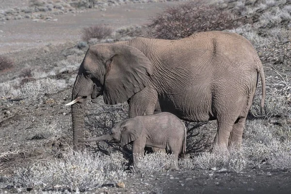 Elefantes Mato Africano Loxodonta Africana Elefante Deserto Com Bezerro Leito — Fotografia de Stock