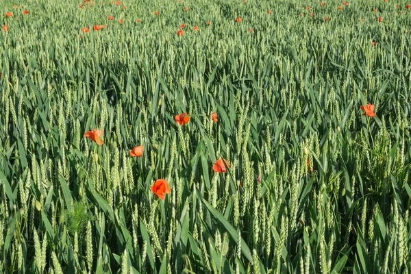 Campo Grano Tenero Triticum Aestivum Con Papaveri Comuni Papaver Rhoeas — Foto Stock