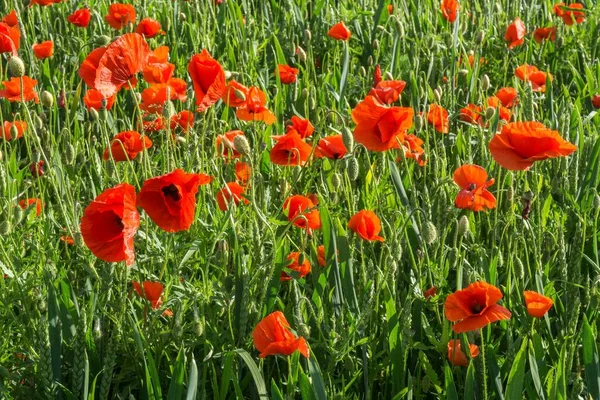 Poppies Communs Papaver Rhoeas Champ Pavot Heidelberg Bade Wrttemberg Allemagne — Photo