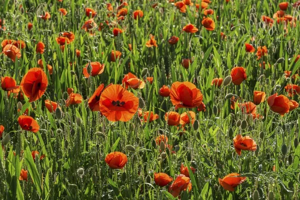 Maki Zwyczajne Papaver Rhoeas Pole Maku Heidelberg Badenia Wirtembergia Niemcy — Zdjęcie stockowe