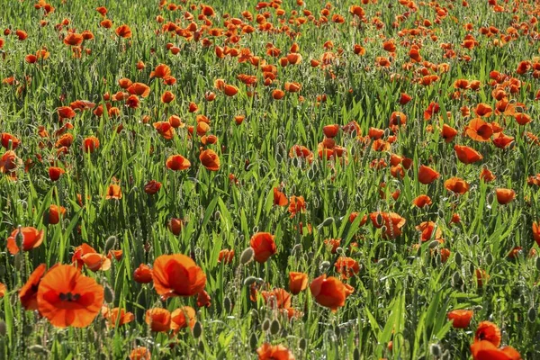 Papaver Rhoeas Poppy Field Heidelberg Baden Wrttemberg Alemanha Europa — Fotografia de Stock