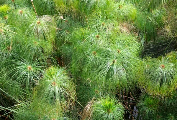 Papyrus Sedge Cyperus Papyrus Fonte Aretusa Провинция Сиракуз Сицилия Италия — стоковое фото