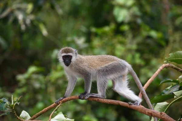 Vervet Monkey Southern Vervet Monkey Chlorocebus Pygerythrus Lake Manyara Nemzeti — Stock Fotó