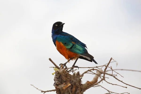 Superb Starling Lamprotornis Superbus Tarangire National Park Tanzania Africa — Stock Photo, Image