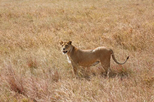 Afrika Aslanı Panthera Leo Dişi Serengeti Ulusal Parkı Unesco Dünya — Stok fotoğraf