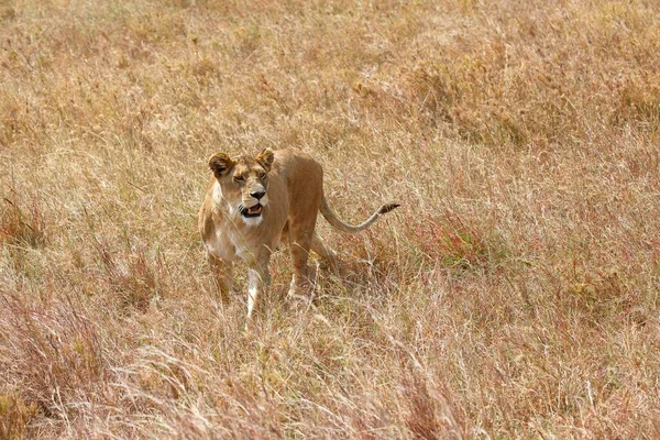 Afrika Aslanı Panthera Leo Dişi Serengeti Ulusal Parkı Unesco Dünya — Stok fotoğraf